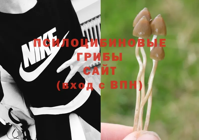 закладка  Губаха  Псилоцибиновые грибы Psilocybe 